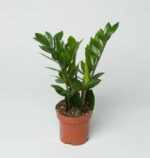 ZZ Plant