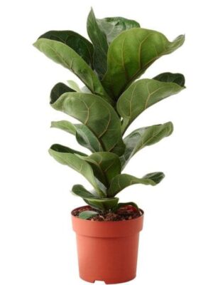 Ficus Lyrata